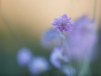 Contest 57 'Bokeh'