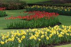 Tulipani a Villa Taranto (Verbania)