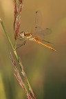 sympetrum art dec