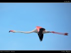 Camargue # 18