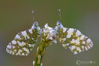 Anthocharis cardamines (Linnaeus 1758) Aurora