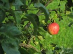 Il frutto proibito
