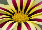 Un semplice fiore