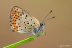 (Lycaena thersamon)  una farfalla della famiglia Lycaenidae. Si trova da Europa orientale, Italia e Sud-Est Europa, alla Mongolia e nord-occidentale della Cina.

L'apertura alare  14-16 mm. La farfalla vola da aprile a ottobre a seconda della posizione.

Le larve si nutrono Polygonum aviculare, Polygonaceae e possibilmente altre specie.
Canon 7D - Sigma 180mm  1/10 sec - f*16 - iso 100