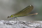 D700 + Micro 105 VR (mano libera)