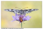 Melanargia galathea con coleottero...