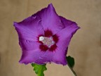 pentagono....viola