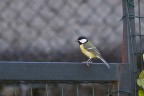 f  6,3   1/160
iso 400   70-300@300mm
AV