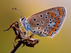 Piccola e fragile
