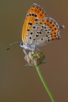 Uno dei licenidi pi belli, fotografato nel mio terreno a Monterotondo (Rm).
180mm 1/8sec f/14 100 iso flash wireless diffuso con ombrellino.
[url=http://www.naturainminiatura.com/immagini_post/1316714607thersamon3000.jpg]HIGH RES[/url]