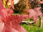 Autunno