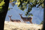 oltre il bosco