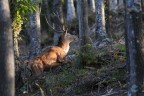 luce nel bosco