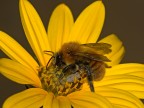 ....immerso nel giallo....