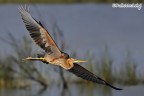 Airone rosso (Ardea purpurea)