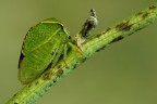 Bisonia Stictocephala (WB correto....!!)