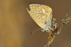 Farfalle di fine stagione 2