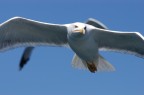 volo