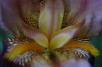 sensualit floreale (iris)