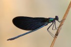 Calopterix virgo ( maschio )