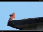 Pullo di Gheppio # 2