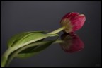 Tulipano