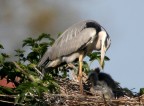mamma cenerina