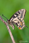 Il Macaone (Papilio machaon Linnaeus, 1758)  una farfalla della famiglia delle Papilionidae, famiglia prevalentemente tropicale, di cui solo 9 specie presenti in Italia.
CANON 5D MARK II - SIGMA 180mm - iso 100 - 1/10 - f/20