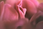 sensualit floreale (cyclamen-persicum)