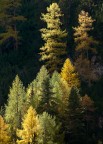 cromie dolomitiche