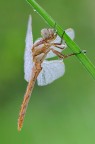 Giovane Orthetrum