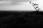Passeggiando sul tuscolo ho notato quest'albero.
Critiche necessaire GRAZIE