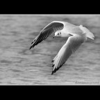 ::: IL VOLO ::: ::: IL VOLO :::