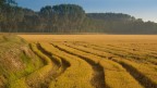 semplice campagna