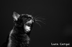 un piccolo sbadiglio aggressivo del mio gatto
