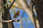 f  7,1    1/400
iso 500   70-300@300mm
AV
eos 60D