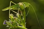 f13  1/20  iso100  tamron180 pannello argentato per illuminare il soggetto, plump scatto rem. presoll. specchio cavalletto


http://img804.imageshack.us/img804/6915/tettigonia1288.jpg