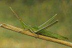 Acrida ungarica