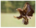 Golden eagle