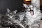 II foto che posto ...
Thelma & Louise, visto la loro bellezza sono sempre le mie modelle :D :D :D