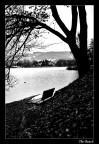 The Bench