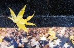 Maple leaf