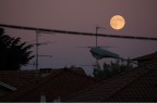 Luna tra i tetti