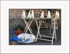 presa al volo perch temevo il cane si svegliasse. e che scappasse o, peggio, non gradisse.... non so se sia proprio street anche senza la presenza di umani.  stata scattata a Monterosso davanti a uno stand esterno, 10 giorni prima dell'allluvione...:-(
