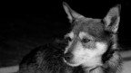 Whisky il cane poliziotto di lilli e il vagabondo