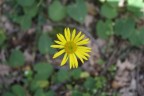 Macro