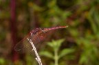 Libellula