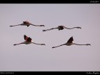 Camargue # 20