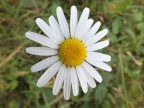 ISO 320   F2.8  1/320 macro
HS20 EXR