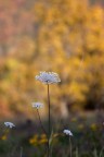 Autunno